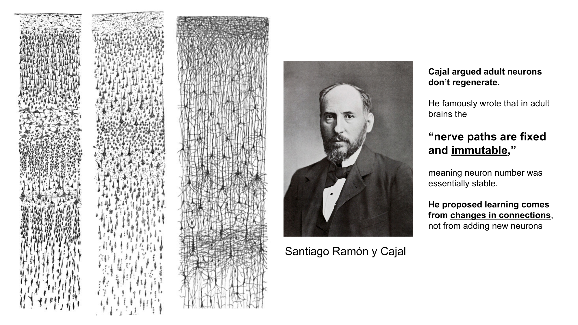 Cajal's sketches and his quote on fixed nerve paths
