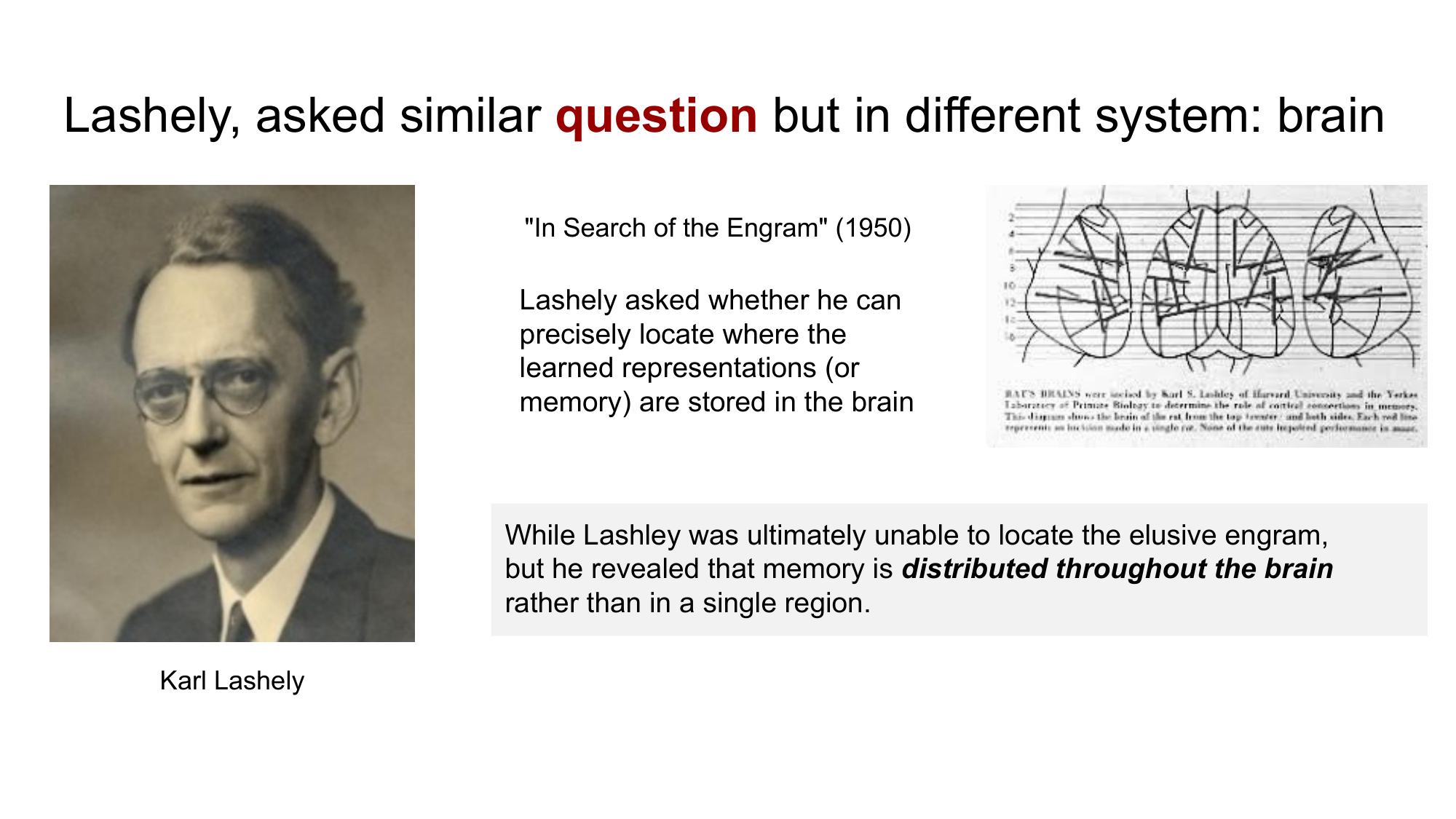 Karl Lashley and his search for the engram